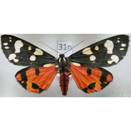 Callimorpha dominula (Linnaeus, 1758) Krasopani poziomkówka Poland31n